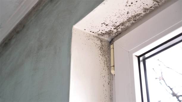 Best Mold Damage Repair  in Glenn Heights, TX