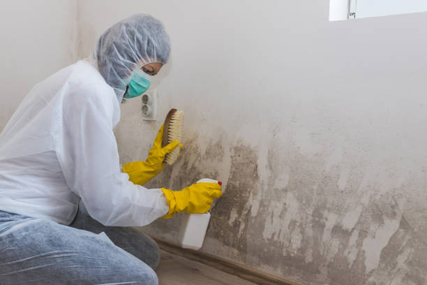 Best Toxic Mold Removal  in Glenn Heights, TX