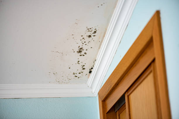 Best Mold Testing  in Glenn Heights, TX