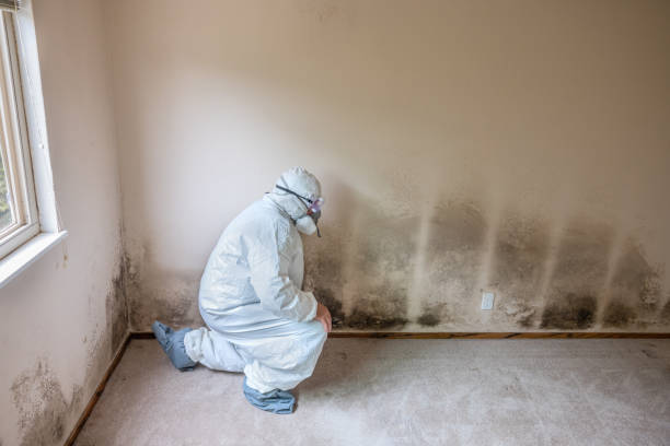 Best Black Mold Removal  in Glenn Heights, TX