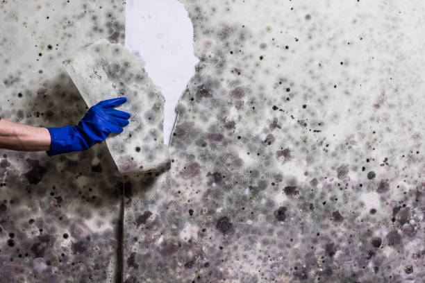 Best Mold Damage Repair  in Glenn Heights, TX