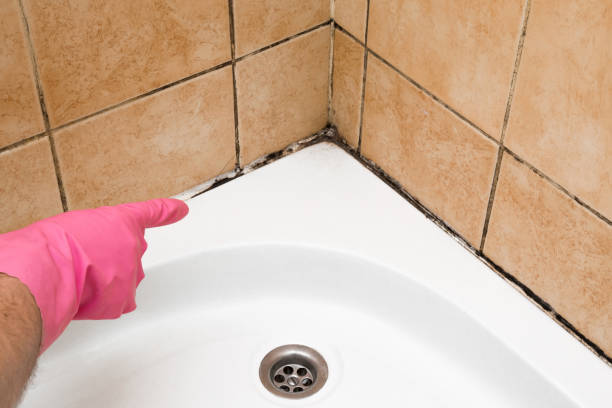 Best Professional Mold Removal  in Glenn Heights, TX